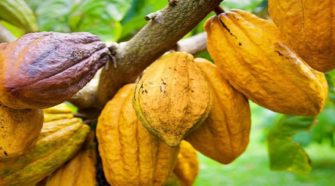 filiere cacao, La Côte d’Ivoire et le Ghana bataillent pour un commerce équitable avec l’UE