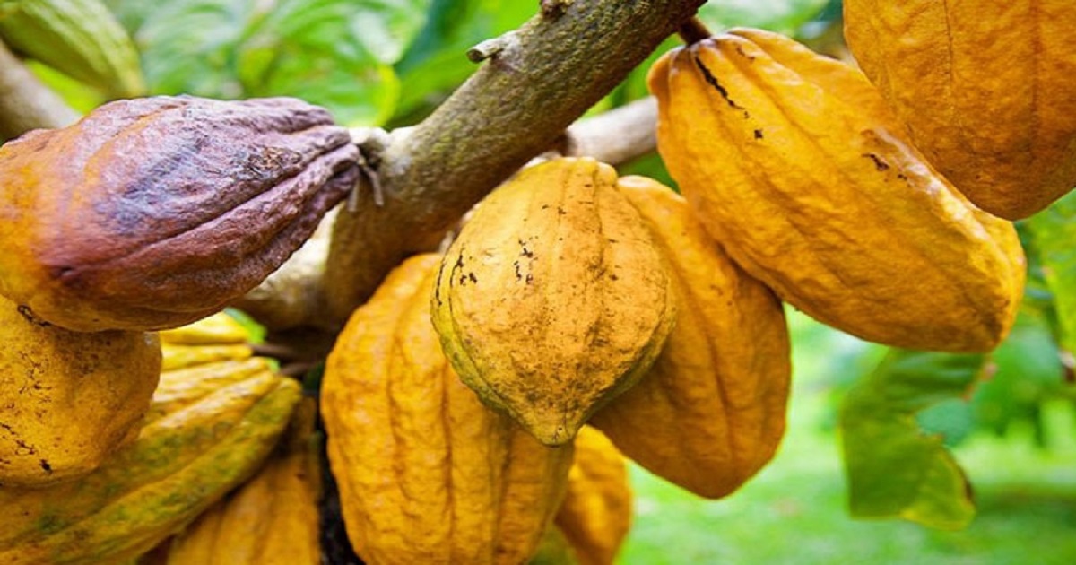 filiere cacao, La Côte d’Ivoire et le Ghana bataillent pour un commerce équitable avec l’UE
