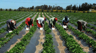 agriculture en Afrique du Sud