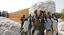 Economie : la production du coton au Mali en détresse