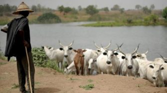 11 morts dans les affrontements au Tchad entre éleveurs et agriculteurs