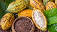 Chute du prix du cacao ivoirien pour les planteurs