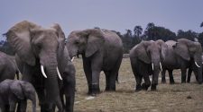 Les éléphants au Kenya , un festival pour leur dénomination en août