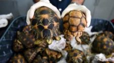 Saisie de tortues au Burkina : une cargaison en direction du Togo interceptée