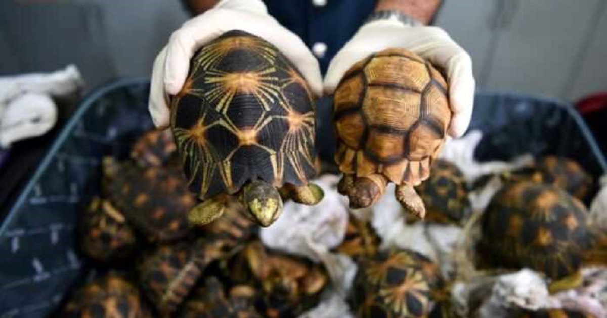 Saisie de tortues au Burkina : une cargaison en direction du Togo interceptée