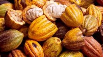 Cacao ivoirien : des broyeurs-exportateurs appelés à augmenter leur capacité de transformation