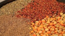 Insuffisance de stocks de céréales : l’Afrique de l'Ouest aux bords du chao