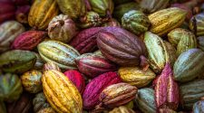 Cacao durable : la nouvelle donne divise les producteurs