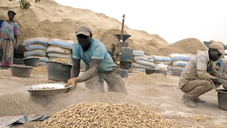 Sénégal : les huileries de la Sonacos en manque d’arachides
