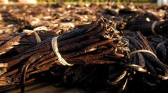 Crise d’achat de la vanille malgache : plusieurs exportateurs inquiets